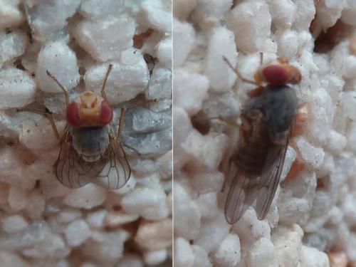 Prosopomyia pallida